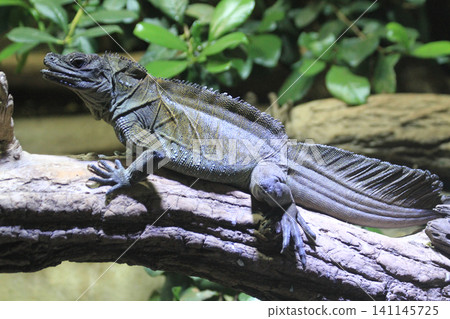 small dragon lizard in the nature small dragon lizard in the nature 141145725