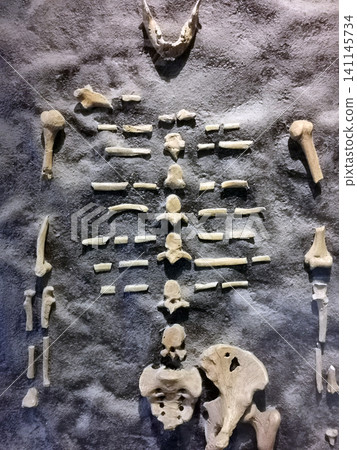 old human bones old human bones 141145734