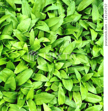 wild garlic plant 141145737