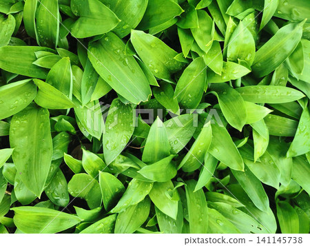 wild garlic plant wild garlic plant 141145738