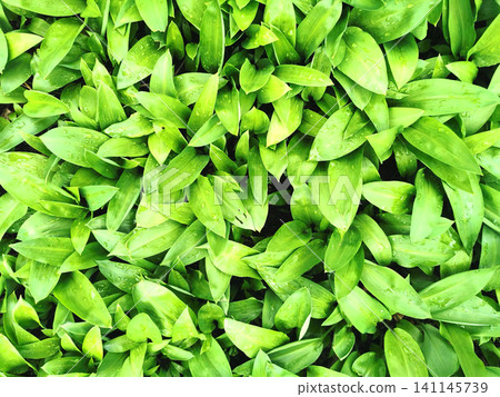 wild garlic plant wild garlic plant 141145739