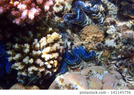 Giant Clam from the Red Sea Giant Clam from the Red Sea 141145756