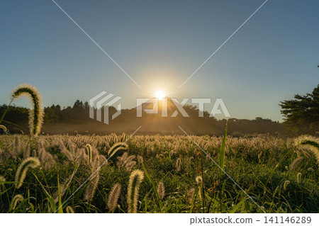 [Diamond Fuji in Autumn] Diamond Fuji and the Shiba grass seen from the Inokashira area of Asagiri Plateau in early autumn [Shizuoka Prefecture] 141146289