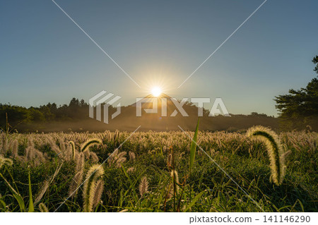 [Diamond Fuji in Autumn] Diamond Fuji and the Shiba grass seen from the Inokashira area of Asagiri Plateau in early autumn [Shizuoka Prefecture] 141146290
