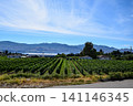 The Okanagan vineyards stretch out under a blue sky. 141146345