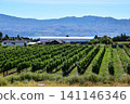Vineyards stretch across the Okanagan wineries. 141146346