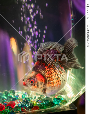 金魚在奇幻的水族箱裡遊來游去 金魚在奇幻的水族箱裡遊來游去 141146413