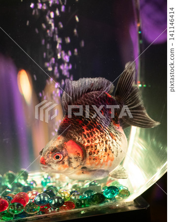 金魚在奇幻的水族箱裡遊來游去 金魚在奇幻的水族箱裡遊來游去 141146414
