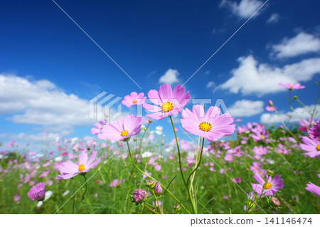 Cosmos field 834 Cosmos field 834 141146474