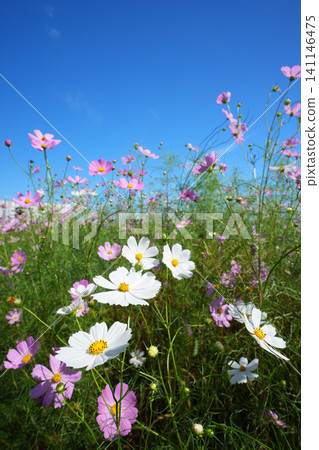 Cosmos field 908 Cosmos field 908 141146475