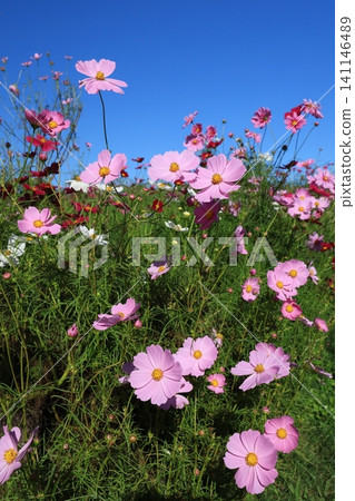 Cosmos field 4796 Cosmos field 4796 141146489