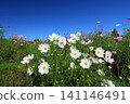 Cosmos field 4809 141146491