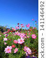 Cosmos field 4897 141146492
