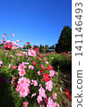 Cosmos field 4918 141146493