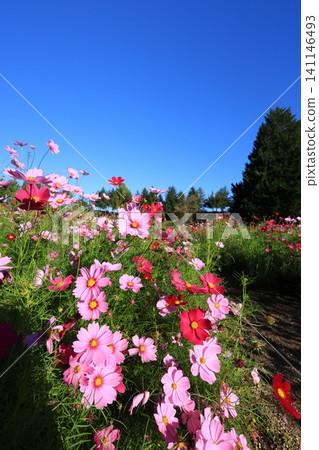 Cosmos field 4918 Cosmos field 4918 141146493