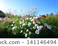 Cosmos field 4935 141146494
