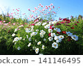 Cosmos field 4936 141146495