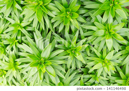 Developing lily flower buds with green bracts viewed from directly above Developing lily flower buds with green bracts viewed from directly above 141146498