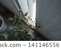 陽台上盛開的玫瑰花蕾 141146556