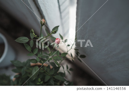 Rosebuds blooming on the balcony Rosebuds blooming on the balcony 141146556