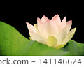A single lotus flower stands out against a black background: A summer scene at the Kamishibui Lotus Garden in Hanawa Town, Fukushima Prefecture. 141146624