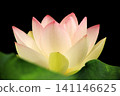 Mysteriously blooming lotus flowers: A summer scene in Japan, Kamishibui Lotus Garden, Hanawa Town, Fukushima Prefecture 141146625