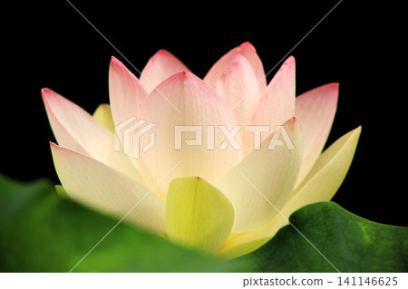 Mysteriously blooming lotus flowers: A summer scene in Japan, Kamishibui Lotus Garden, Hanawa Town, Fukushima Prefecture Mysteriously blooming lotus flowers: A summer scene in Japan, Kamishibui Lotus Garden, Hanawa Town, Fukushima Prefecture 141146625