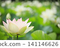A single lotus flower blooming in the Kamishibui Lotus Garden in Hanawa Town, Fukushima Prefecture, against a refreshing green bokeh background. 141146626