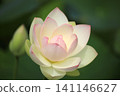 A single lotus flower blooming in the Kamishibui Lotus Garden in Hanawa Town, Fukushima Prefecture. Summer lotus. 141146627