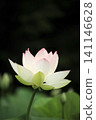 A single lotus flower stands out against a black background: A summer scene at the Kamishibui Lotus Garden in Hanawa Town, Fukushima Prefecture. 141146628