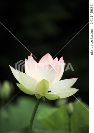 一朵蓮花在黑色背景下格外醒目：這是福島縣花輪町上志布伊蓮花園的夏日景色。 141146628