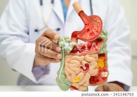 Digestive system with stomach and intestine, Asian doctor holding human anatomy model for study diagnosis and treatment in hospital. Digestive system with stomach and intestine, Asian doctor holding human anatomy model for study diagnosis and treatment in hospital. 141146793