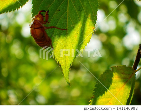 Cicada shell perched on a leaf Cicada shell perched on a leaf 141146998