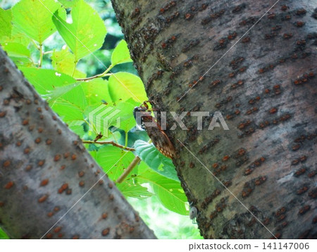 蟬躲在樹幹的陰涼處 蟬躲在樹幹的陰涼處 141147006