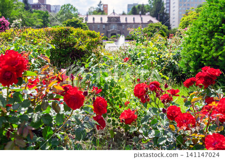 Sanku Garden Canal, Red Roses, Chuo Ward, Sapporo City, Blue Sky Sanku Garden Canal, Red Roses, Chuo Ward, Sapporo City, Blue Sky 141147024