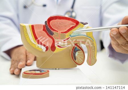 Male reproductive system, Asian doctor holding human anatomy model for study diagnosis and treatment in hospital. Male reproductive system, Asian doctor holding human anatomy model for study diagnosis and treatment in hospital. 141147114