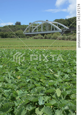Against a backdrop of a clear blue sky, a white iron bridge can be seen in the background of a field of taro plants (Taamu). Against a backdrop of a clear blue sky, a white iron bridge can be seen in the background of a field of taro plants (Taamu). 141147174