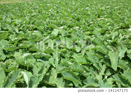 A field of taro (Tamo), a type of taro, against a clear blue sky. A field of taro (Tamo), a type of taro, against a clear blue sky. 141147175