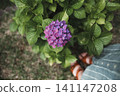 紫色繡球花 141147208