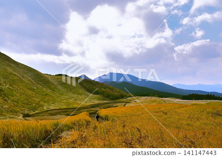 The golden pampas grass of Soni Plateau in late autumn is beautiful. The golden pampas grass of Soni Plateau in late autumn is beautiful. 141147443