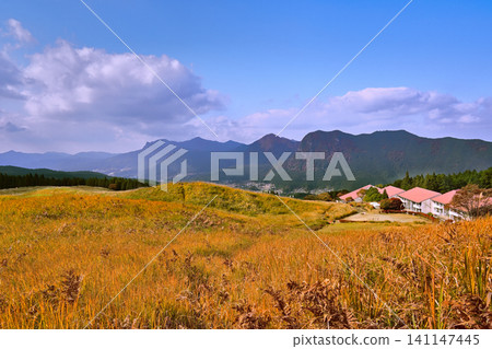 The golden pampas grass of Soni Plateau in late autumn is beautiful. The golden pampas grass of Soni Plateau in late autumn is beautiful. 141147445