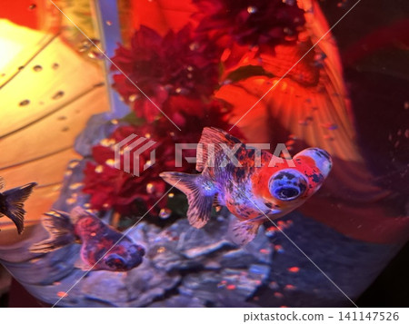 紅金魚 紅金魚 141147526