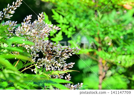 Japanese garden, white nandina flowers, Washi paper village, Higashichichibu Village Japanese garden, white nandina flowers, Washi paper village, Higashichichibu Village 141147709
