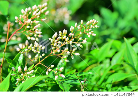 Japanese garden, white nandina flowers, Washi paper village, Higashichichibu Village Japanese garden, white nandina flowers, Washi paper village, Higashichichibu Village 141147844