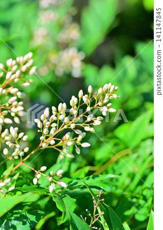 Japanese garden, white nandina flowers, Washi paper village, Higashichichibu Village Japanese garden, white nandina flowers, Washi paper village, Higashichichibu Village 141147845