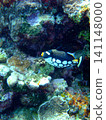 Triggerfish that live in coral reefs 141148000