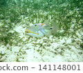 The triggerfish establishes territories in shallow waters during the summer breeding season and attacks any creatures that enter. 141148001