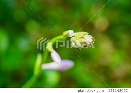 Flowers blooming in the garden Flowers blooming in the garden 141148062