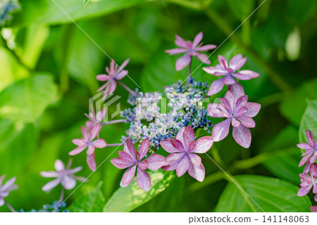 開花在庭院裡的花 開花在庭院裡的花 141148063