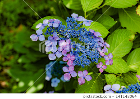 開花在庭院裡的花 開花在庭院裡的花 141148064